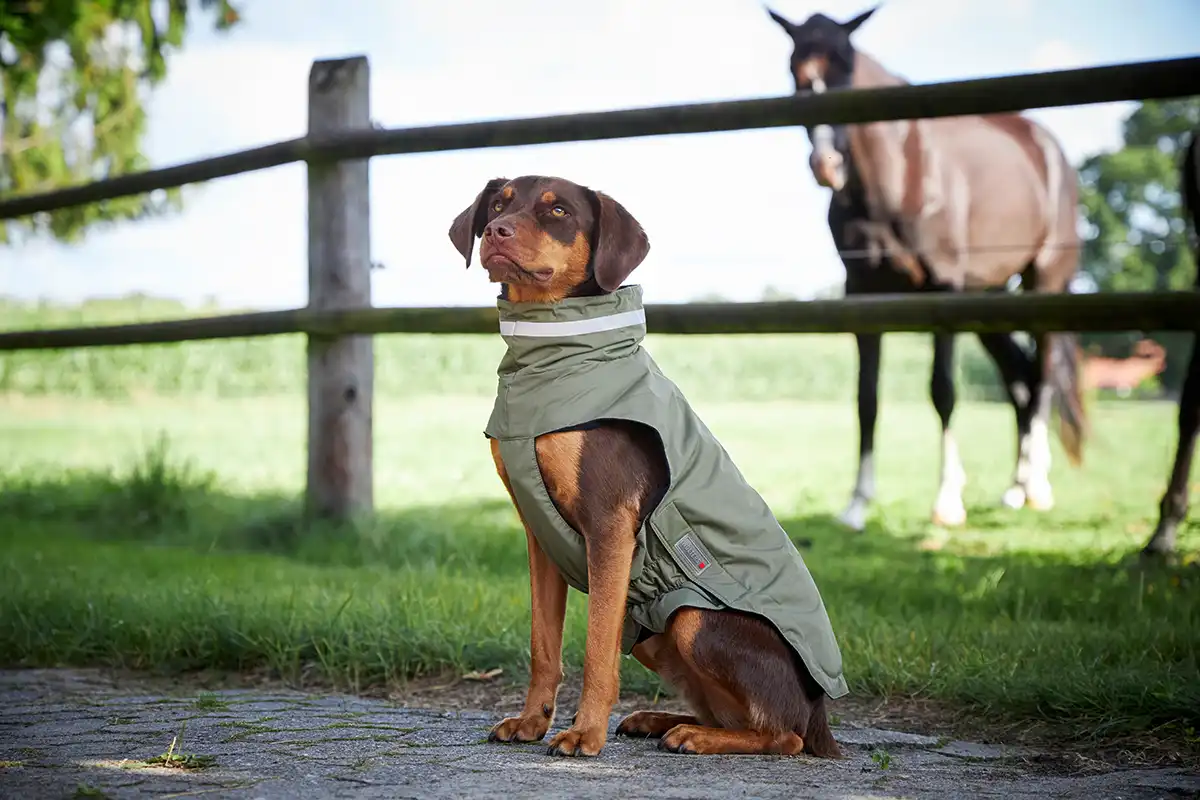 Outdoorjacke Modern Classic | WOLTERS dog cat 