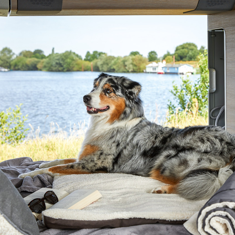 Entspannte Reise mit Hund dank WOLTERS - Alles, was Sie für den Urlaub mit Ihrem Hund benötigen